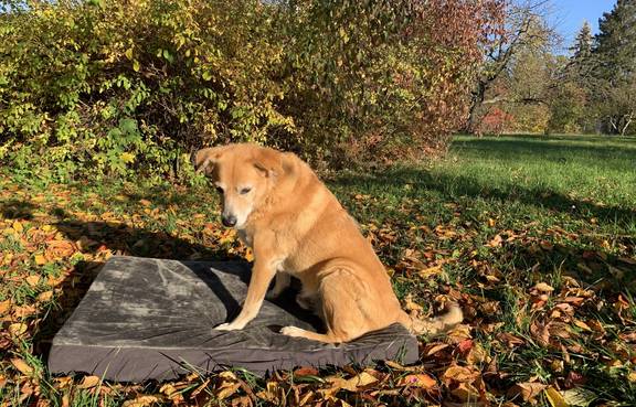 Spike testet das gespendete Hundebett