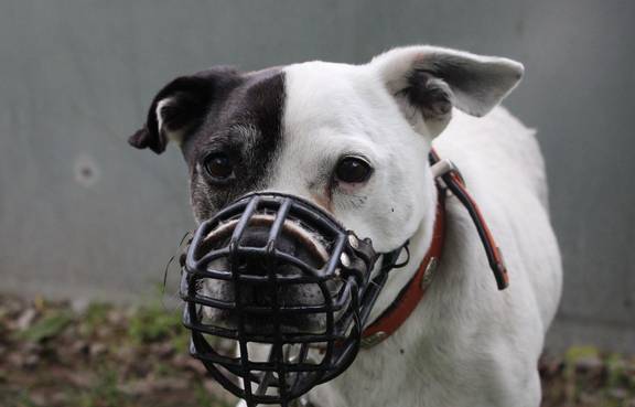 schwarz weißer Hund mit Maulkorb im Auslauf