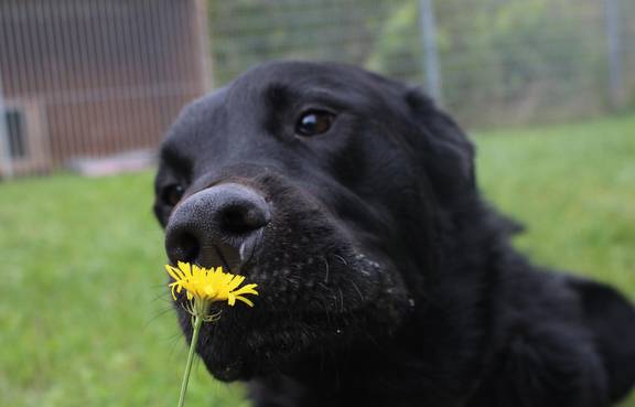 schwarzer Hund mit Blume