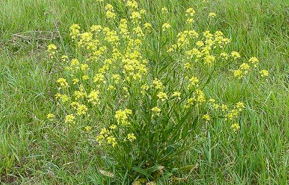 Orientalische Zackenschote (Bunias orientalis) , Archivbild.