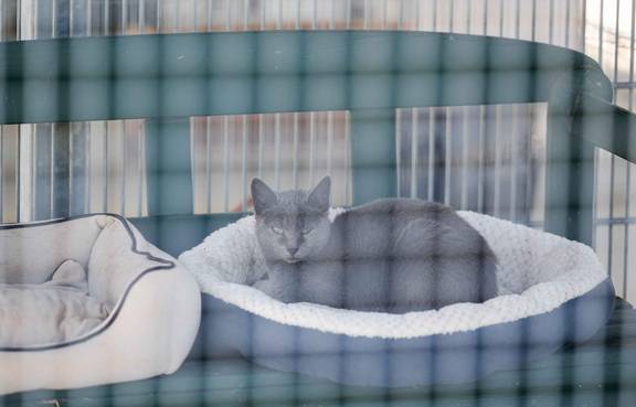 Tag der offenen Tür im Tierheim 2025