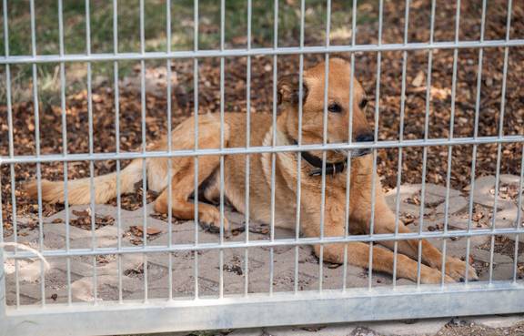 Tag der offenen Tür im Tierheim 2025