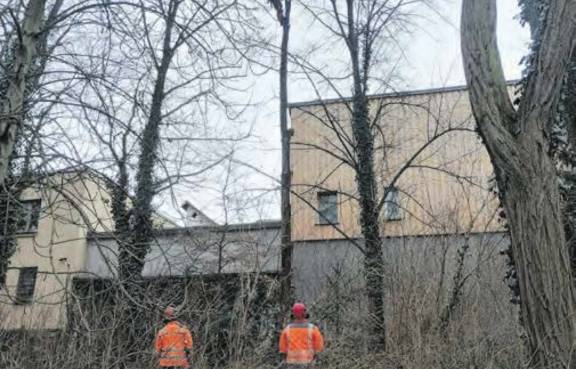 Baumfällarbeiten im Weimarhallenpark durch Mitarbeiter vom Kommunalservice Weimar