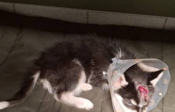 Kennt jemand den Hund?