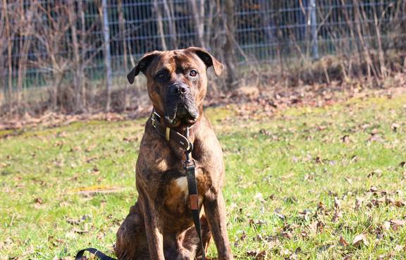 Boxer-Mischling