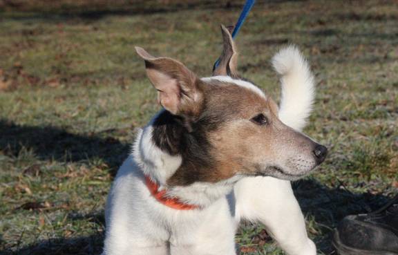 Jack Russel Terrier