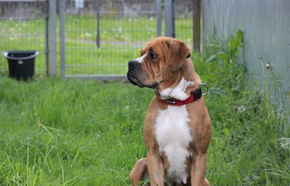 Boxer-Mischling