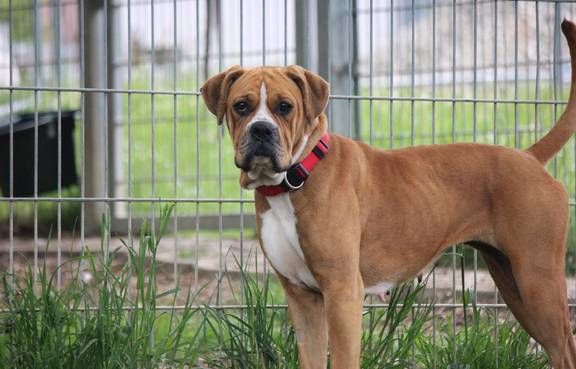 Boxer-Mischling