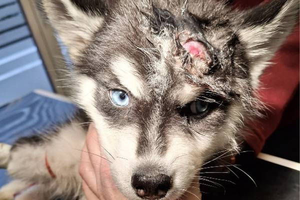 Kennt jemand den Hund?