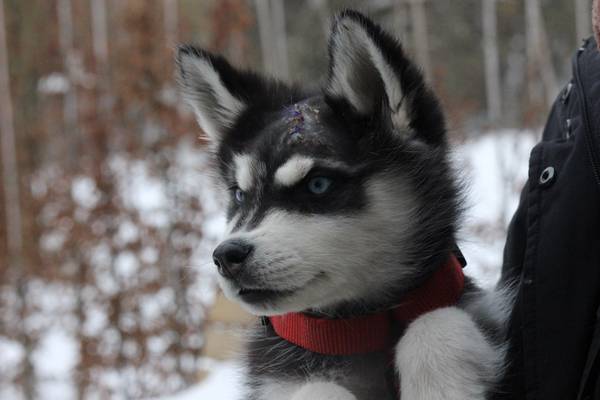 Husky-Welpe „Vido“