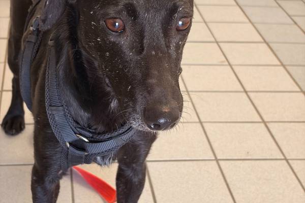Gesuchter Hund (Sichtung zuletzt am 29.07. in der Umgebung von Apolda), Archivbild.