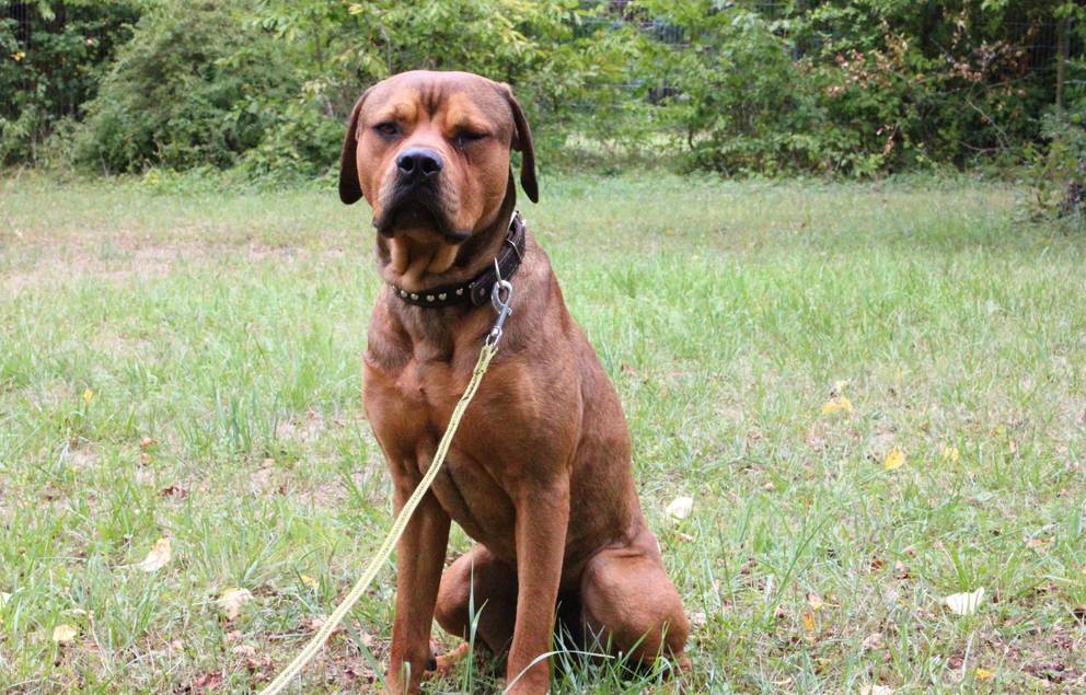 Diego ©Tierheim Weimar Ridgeback-Rottweiler-Mischling