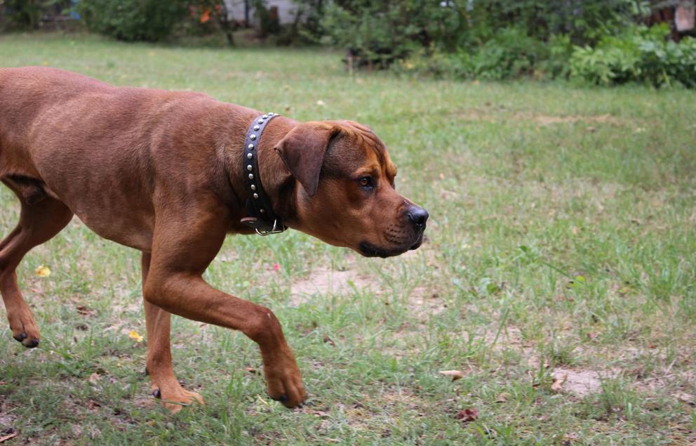 Diego ©Tierheim Weimar Ridgeback-Rottweiler-Mischling