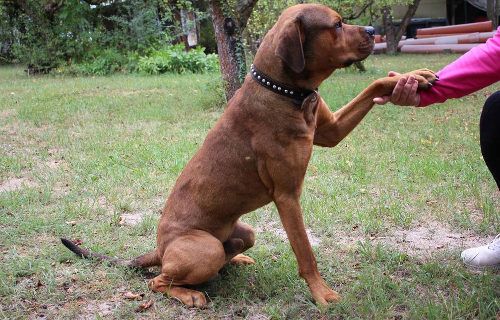 Diego ©Tierheim Weimar Ridgeback-Rottweiler-Mischling