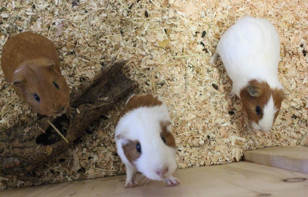 drei Meerschweinchenböcke