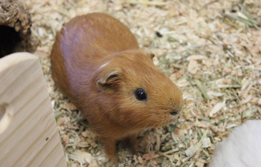 braunes Meerschweinchen