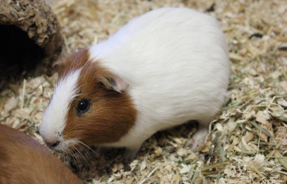 weiß braunes Meerschweinchen