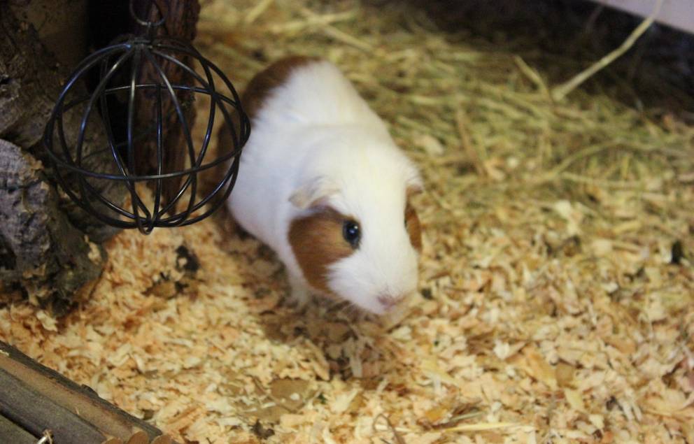 weiß braunes Meerschweinchen