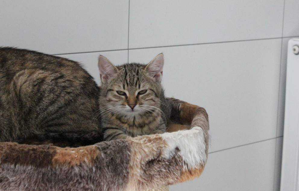 getigertes Kitten