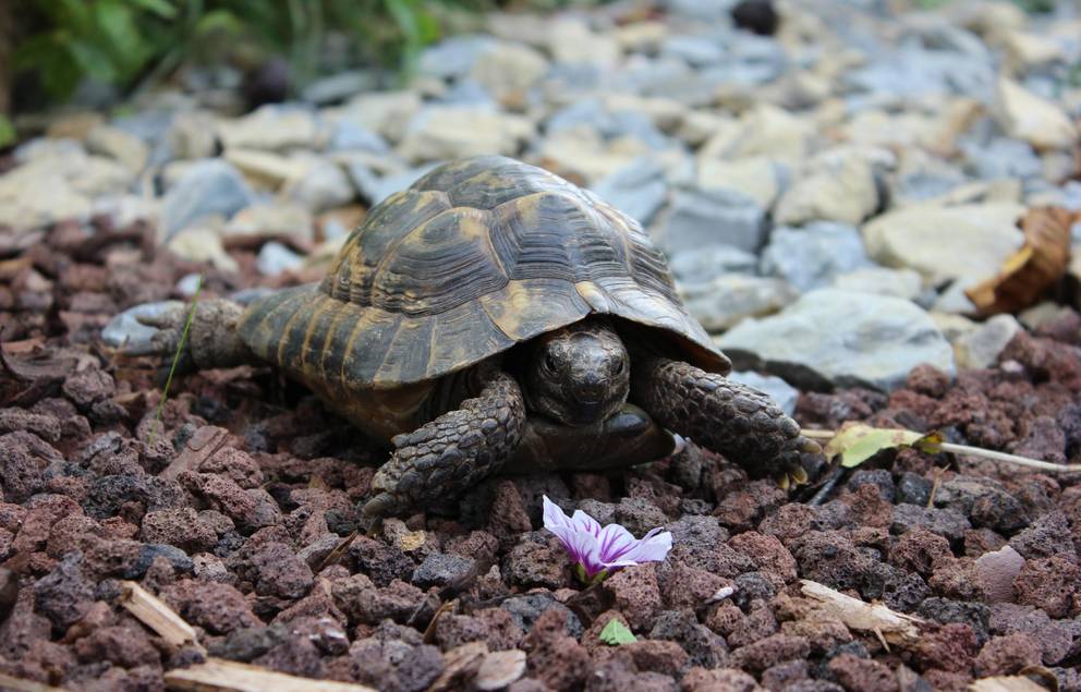 Maurische Landschildkröte
