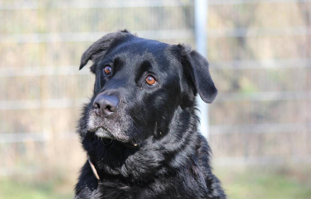 Balu ©Tierheim Weimar schwarzer Hund