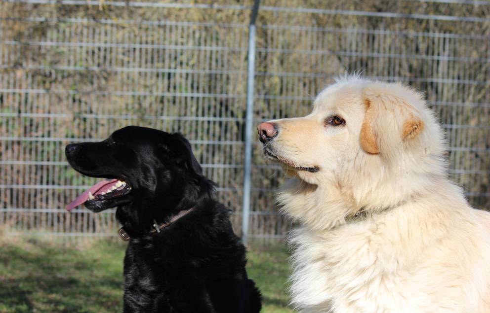 Balu und Koda ©Tierheim Weimar zwei Hunde