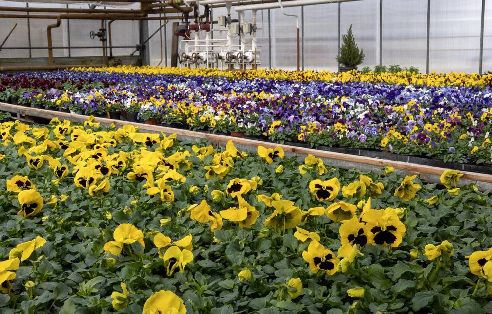 Die Gärtnerinnen und Gärtner haben in den letzten Wochen rund 40.000 Blumen in 40 verschiedenen Sorten und Sortenmischungen herangezogen.