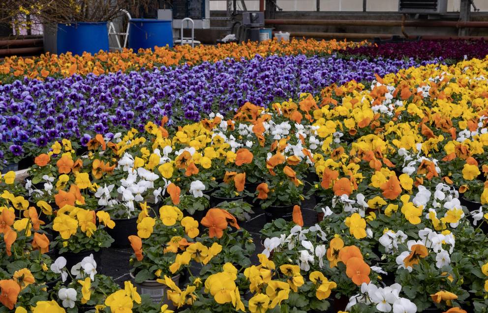 Die Gärtnerinnen und Gärtner haben in den letzten Wochen rund 40.000 Blumen in 40 verschiedenen Sorten und Sortenmischungen herangezogen.