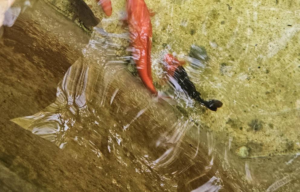 In der Nacht vom 28.10.2024 auf den 29.10.2024 wurden sieben Goldfische in städtischen Brunnen ausgesetzt.