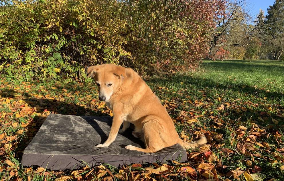 Spike testet das gespendete Hundebett