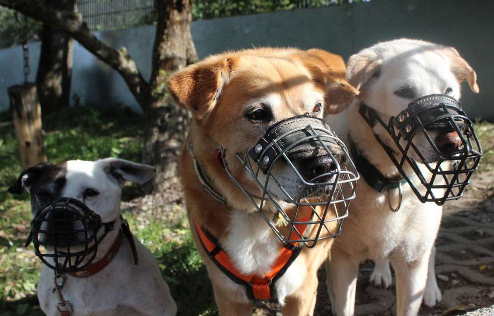 3 Hunde mit Maulkorb im Auslauf