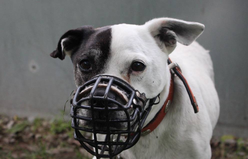 schwarz weißer Hund mit Maulkorb im Auslauf