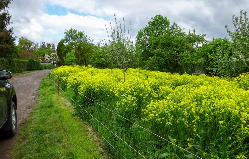 Orientalische Zackenschote (Bunias orientalis) , Archivbild.