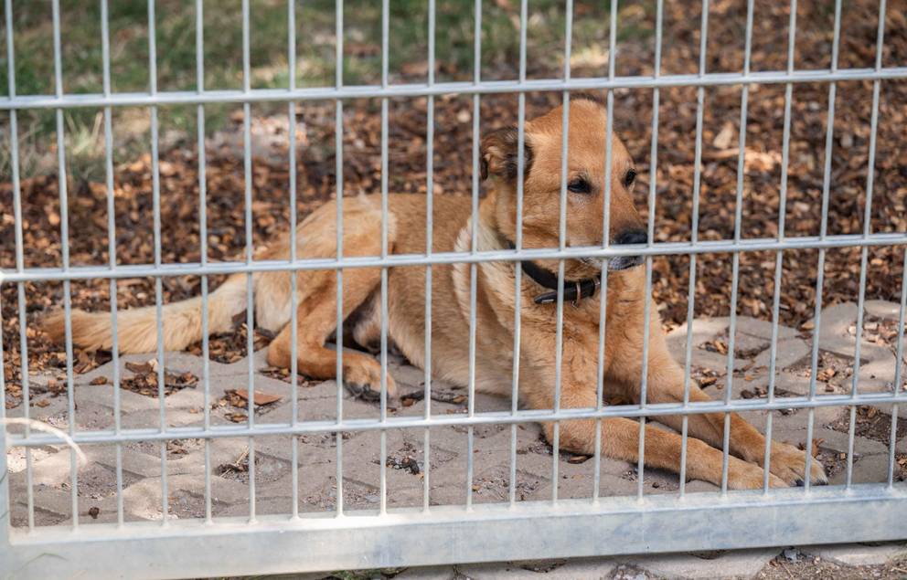 Tag der offenen Tür im Tierheim 2025