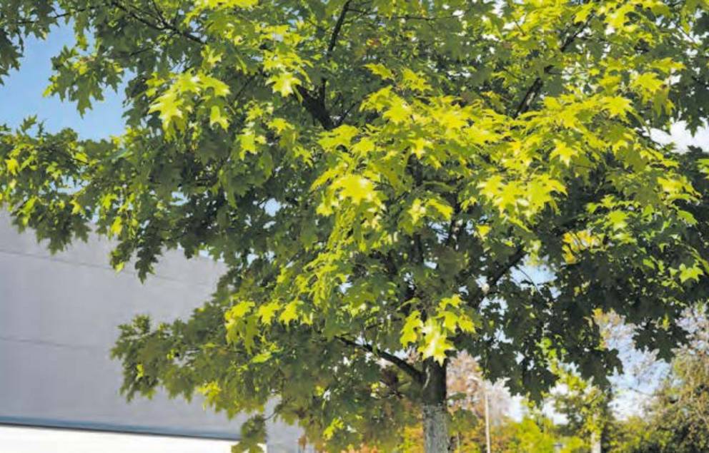 Baum des Jahres 2025: Die Roteiche