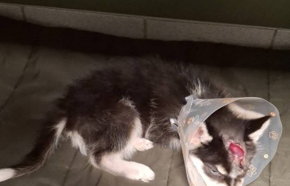 Kennt jemand den Hund?