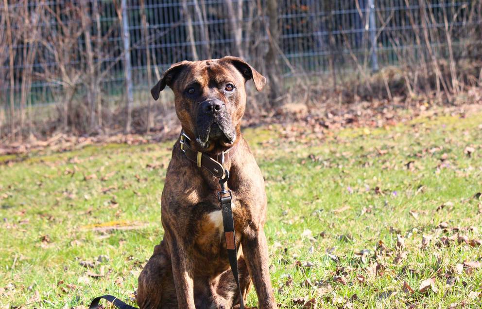 Boxer-Mischling