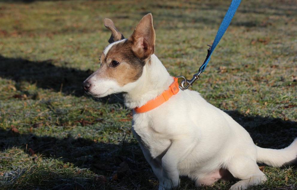 Jack Russel Terrier