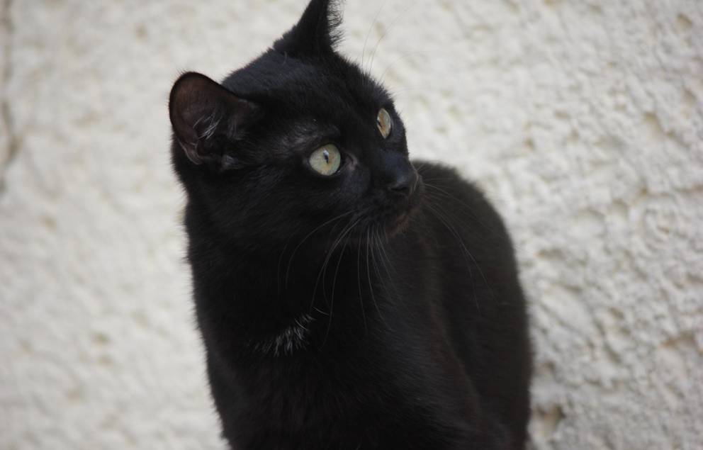 schwarze Katze