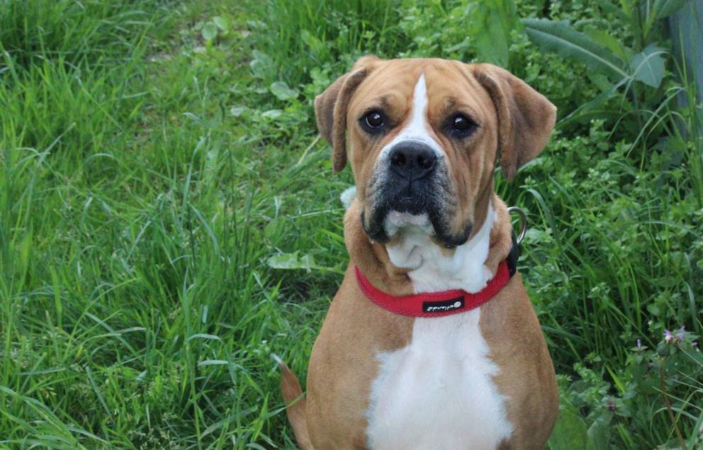Boxer-Mischling