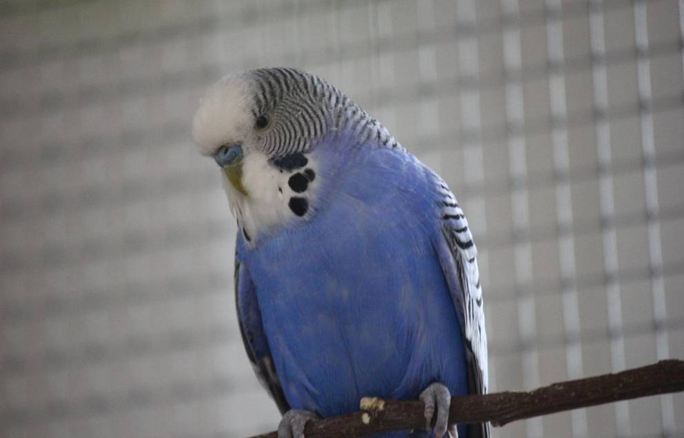 blauer Wellensittich